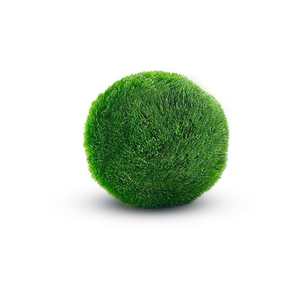 Moss balls, cladophora 4-5 cm – Oksana Milz