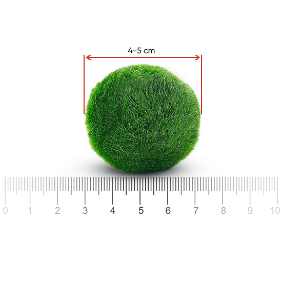 Moss balls, cladophora 3-4 cm, 20+1 free – Oksana Milz