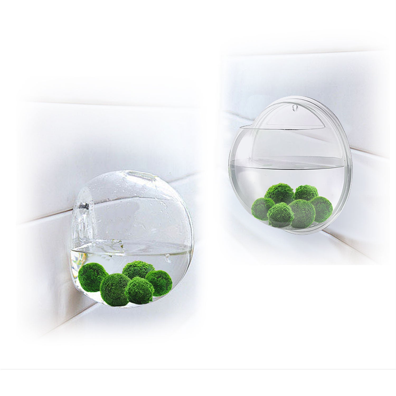 Marimo Moss Balls Real Living plants: Authentic from Japan
